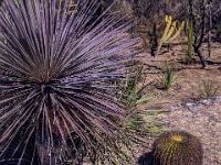 San Miguel de Allende, El Charco del Ingenio Jardín Botánico